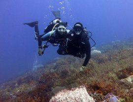 Enamorate de la belleza indiscutible de los arrecifes de coral de Cozumel - Scuba Mau