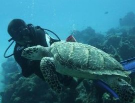 Opal´s Dream introducción al buceo en Cozumel - Opal´s Dream