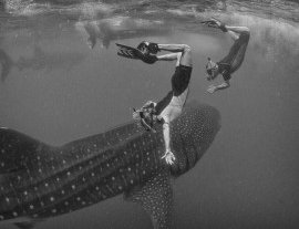 Blue H2o Cozumel-Swim with the Whale Shark and diving tour