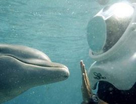 Explora las maravillas de la vida submarina sin mojar un centímetro de tu cabeza... - Sea Trek