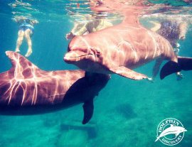 Dolphin Discovery-Nada, juega y asombrate mientras interactúas con amigables delfines