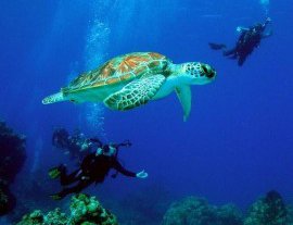 Babieca Dive Center-Completa un Curso de Aguas Abiertas en Quintana Roo