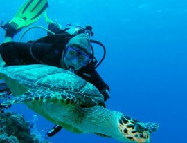 Scuba Shack-Explora el mundo submarino de Cozumel
