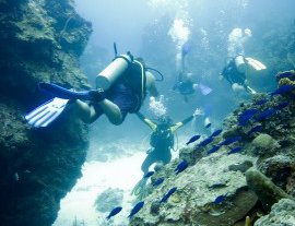 Conoce la vida acuática, buceando con Blue Magic - Blue Magic Scuba