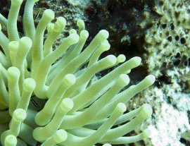 Blue Magic Scuba-Conoce la vida acuática, buceando con Blue Magic