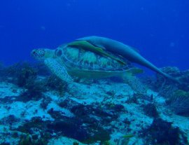 Dive With Cristina-Descubra el mundo del Buceo en Aguas Subtropicales