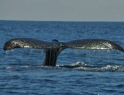 Dolphin Tour-Dolphins and Whales Watching Tour