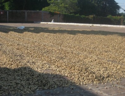 Experiencias Epicas El Salvador-Coffee Tour in El Salvador 