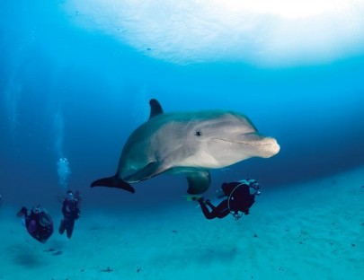 Anthony`s  Key Resort-Dolphin Swim & Snorkel
