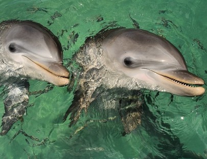 Anthony`s  Key Resort-Dolphin Swim & Snorkel