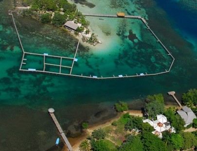 Anthony`s  Key Resort-Dolphin Swim & Snorkel