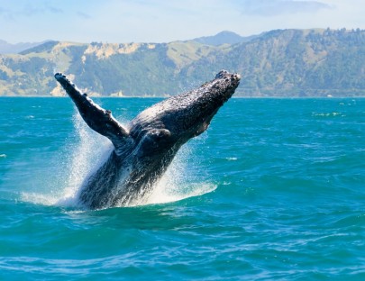 Ocean Friendly-Tour de Avistamiento de ballenas jorobadas en Cozumel