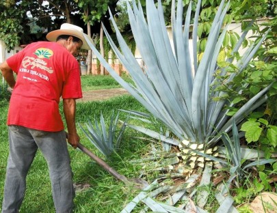 Conozca el proceso para la fabricación de un excelente tequila - Hacienda Doña Engracia