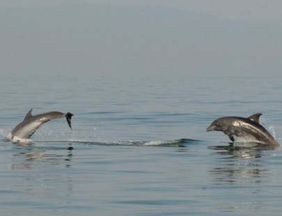 Wildlife Connection-Interactúa con delfines y vive una experiencia única en Puerto Vallarta