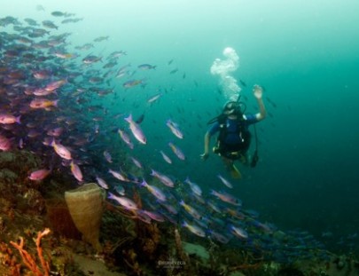 Diving Planet-Buceos Divertidos todos los Dias