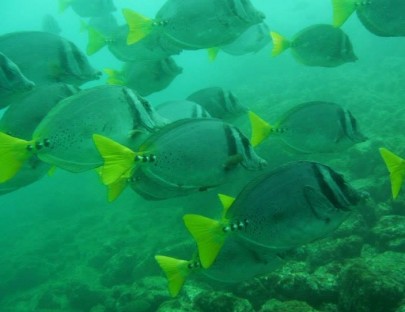 Deep Blue Diving-Great Diving Excursions in Playas del Coco