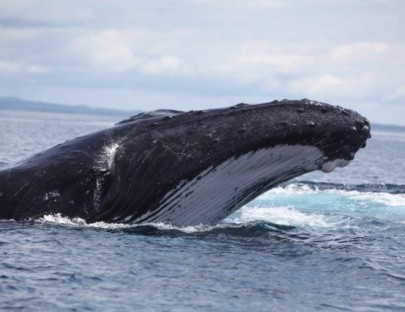 Contadora Welcome Center-Twilight with the Whales
