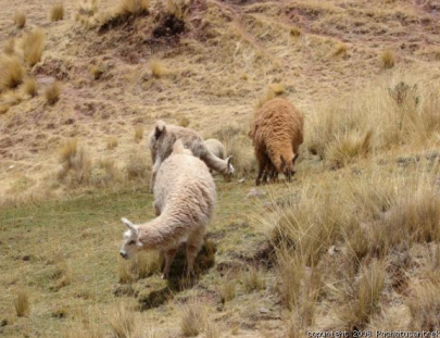Pachatusantrek-Trek to an ancient Inka Ceremonial Centre